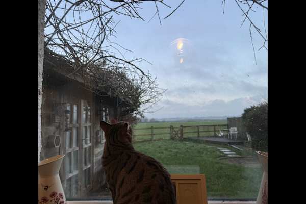 House sit in Chedzoy, United Kingdom