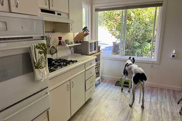 House sit in Menlo Park, CA, US