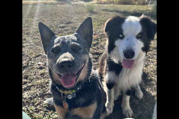 House sit in La Veta, CO, US