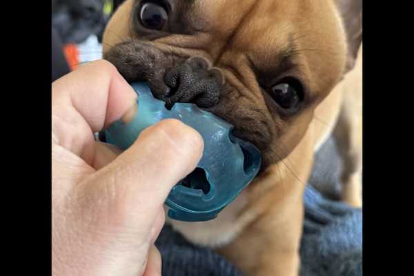 House sit in Berlin, Germany