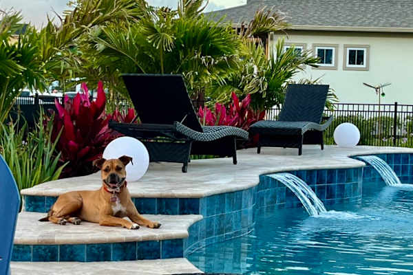 House sit in Orlando, FL, US