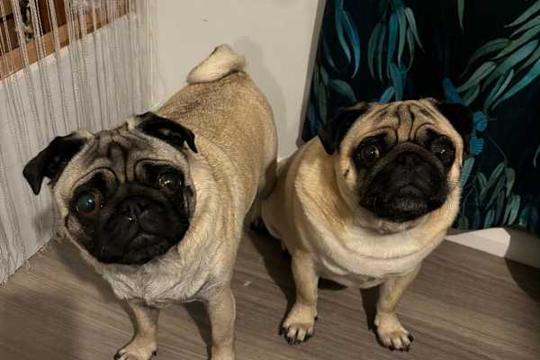 House sit in Wokingham, United Kingdom