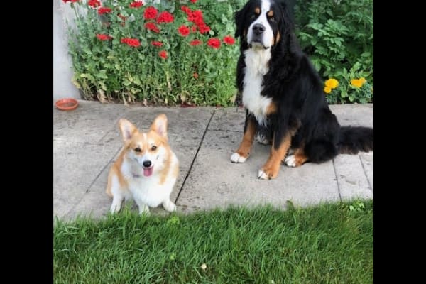 House sit in Durham, ON, Canada