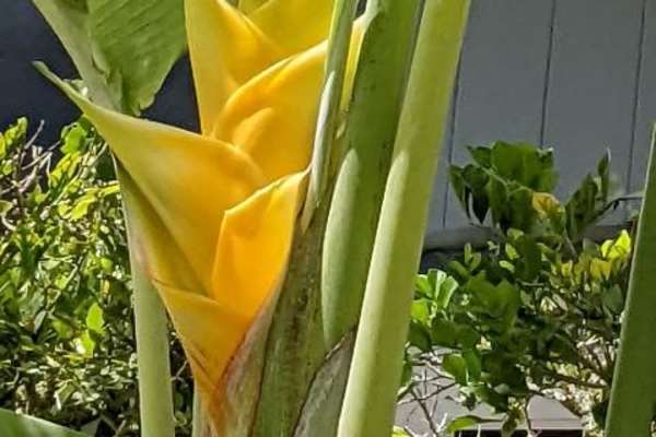 House sit in Kailua, HI, US