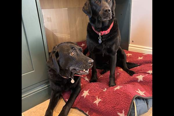 House sit in Hereford, United Kingdom