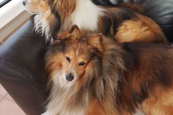 House sit in Vila Nova De Cacela, Portugal