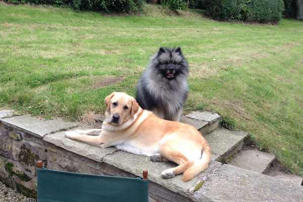 House sit in Gillingham, United Kingdom