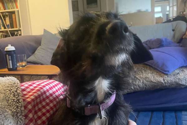 House sit in London, United Kingdom