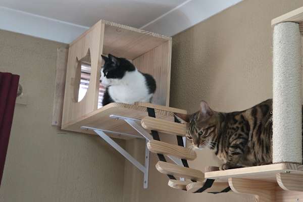 House sit in Orpington, United Kingdom