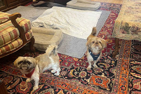 House sit in Fallbrook, CA, US