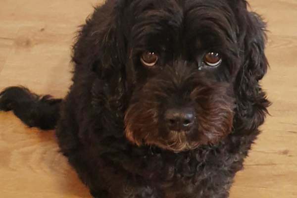 House sit in Teralba, NSW, Australia