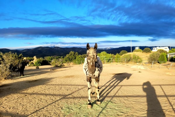 House sit in Ranchita, CA, US