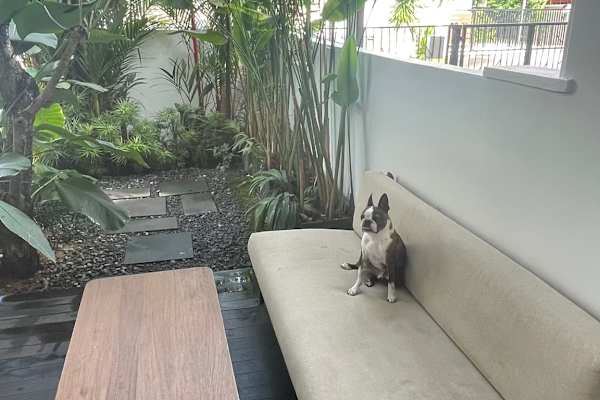 House sit in Singapore, Singapore