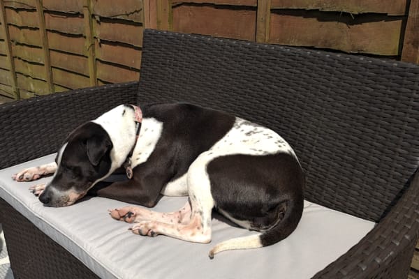 House sit in Cuckfield, United Kingdom