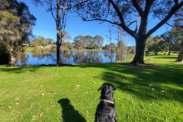 House sit in Perth, WA, Australia