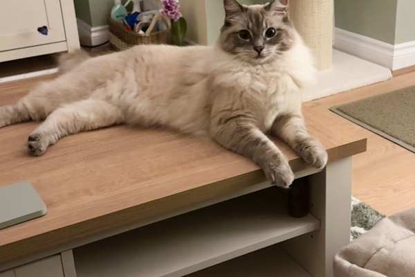 House sit in Marston Moretaine, United Kingdom