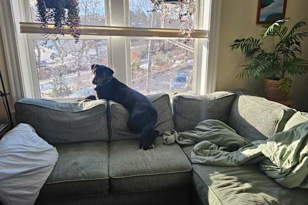 House sit in Cambridge, MA, US