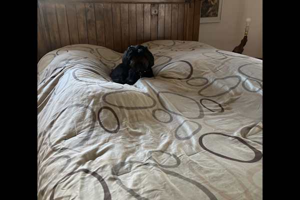 House sit in South Lake Tahoe, CA, US