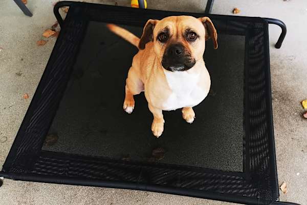 House sit in Albury, NSW, Australia