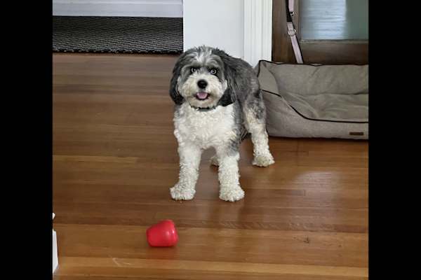 House sit in Pleasantville, NY, US