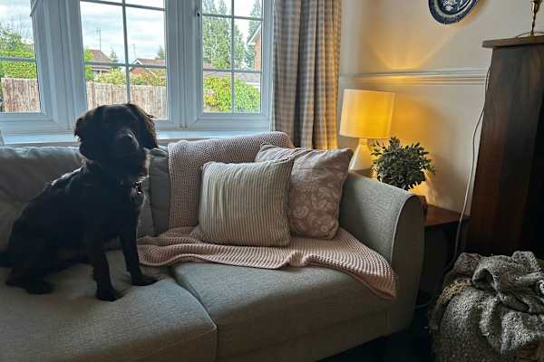 House sit in Birmingham, United Kingdom