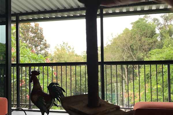 House sit in Newcastle, NSW, Australia
