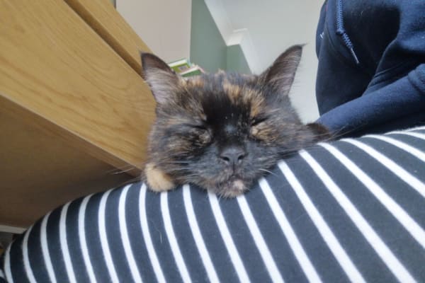 House sit in Streatham Hill, United Kingdom