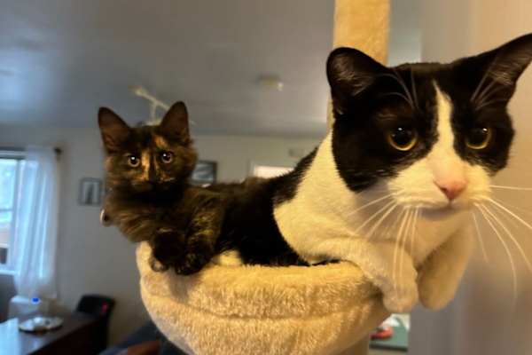 House sit in Seattle, WA, US