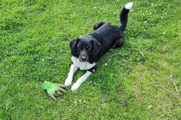 House sit in Sherborne, United Kingdom