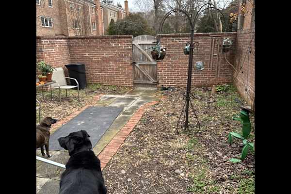 House sit in McLean, VA, US