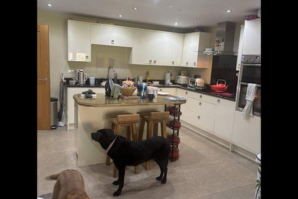 House sit in Ripon, United Kingdom