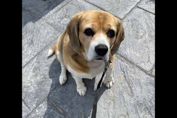 House sit in Chester, United Kingdom