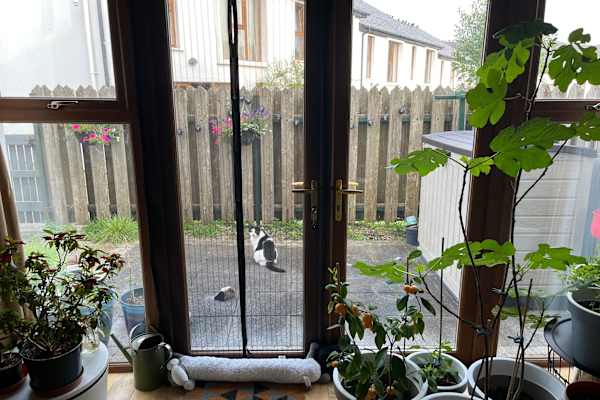 House sit in Kenmare, Ireland