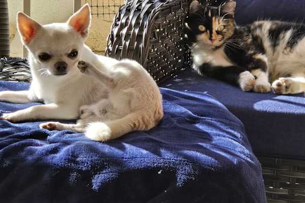 House sit in Phoenix, AZ, US