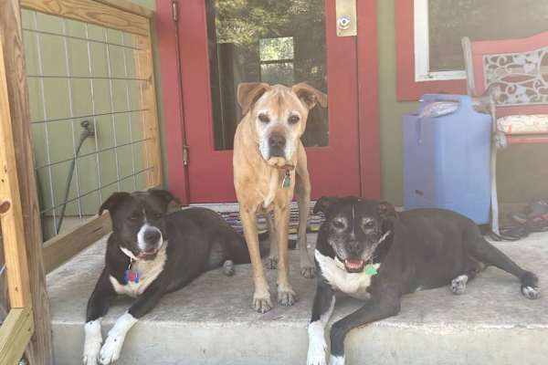 House sit in Bulverde, TX, US