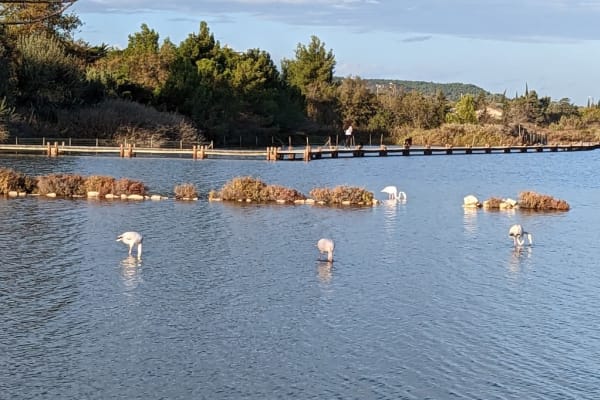 House sit in Narbonne, France