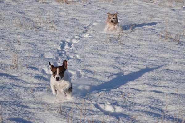 House sit in Cawdor, United Kingdom