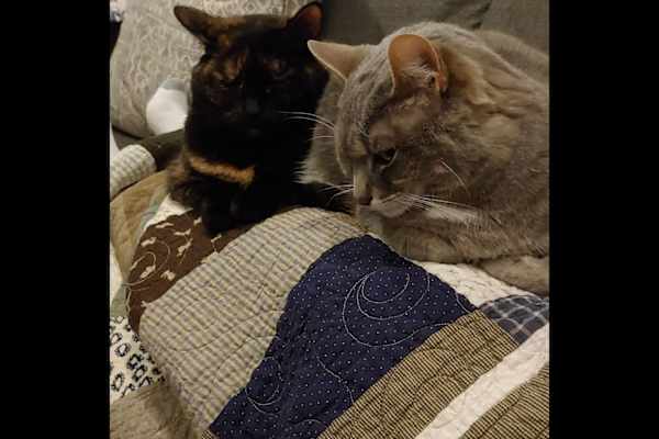 House sit in Stittsville, ON, Canada