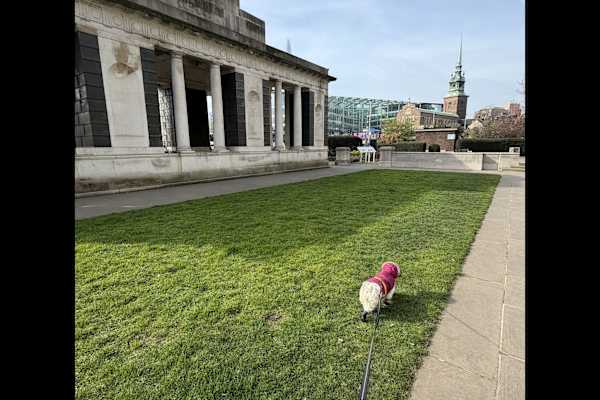 House sit in London, United Kingdom