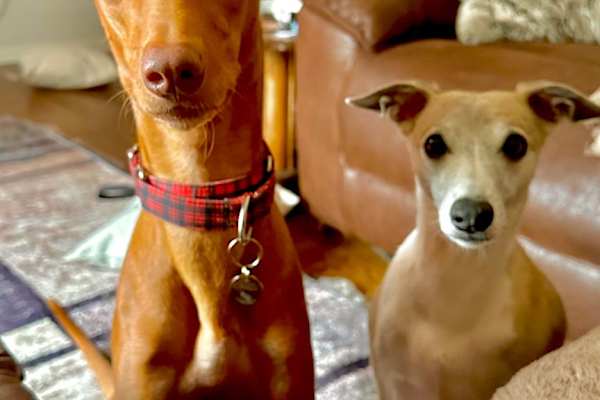 House sit in Neath, United Kingdom