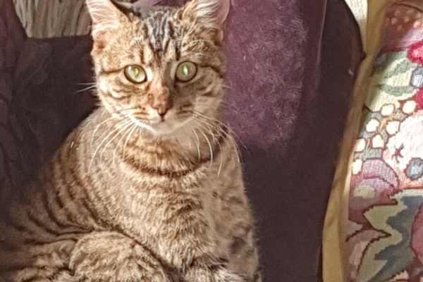 House sit in Limoges, France