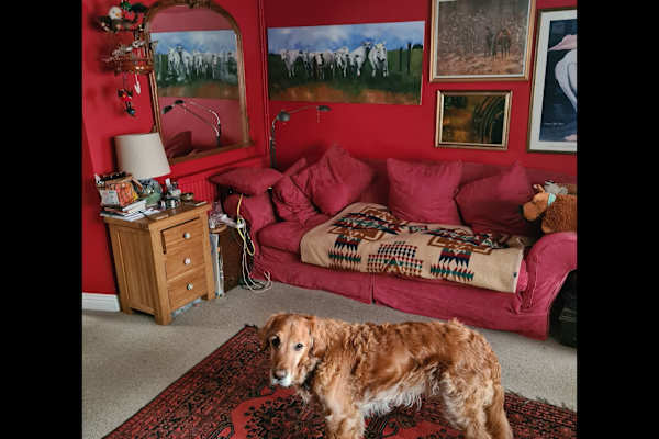 House sit in Blandford Forum, United Kingdom