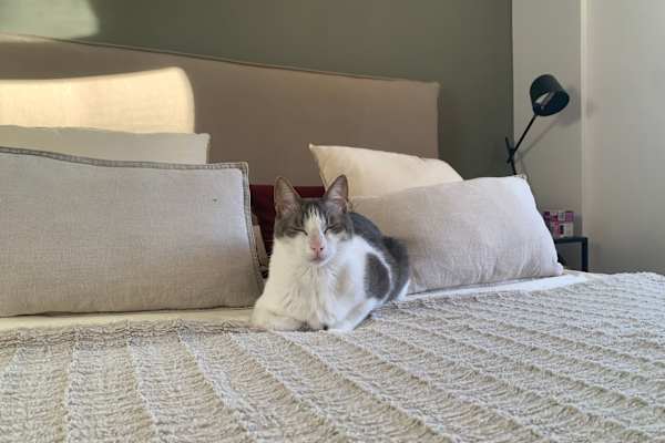 House sit in Barcelona, Spain