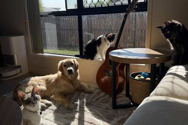 House sit in Townsville, QLD, Australia