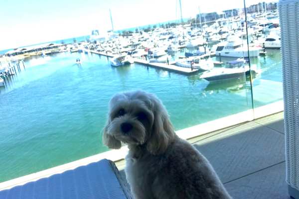 House sit in Mandurah, WA, Australia