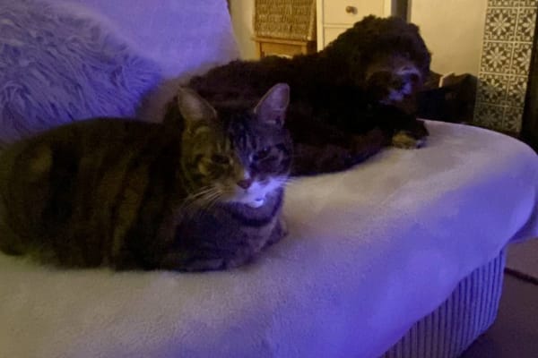 House sit in Taunton, United Kingdom