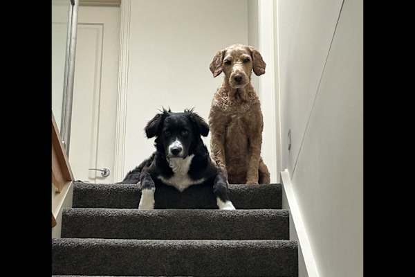 House sit in Melbourne, VIC, Australia