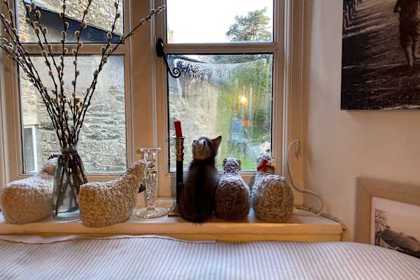 House sit in Totnes, United Kingdom