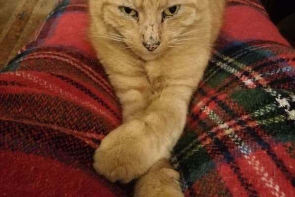 House sit in Liskeard, United Kingdom