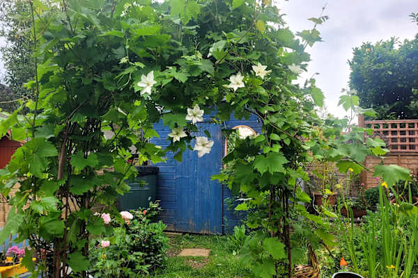 House sit in Crystal Palace, United Kingdom